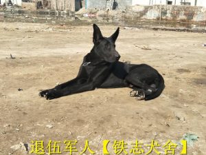 中国最大的纯种黑狼犬基地，中国最大的纯种黑狼犬基地在哪里-警犬训练器材厂家 _警犬训练用品_工作犬训练用品-南京开久警犬装备