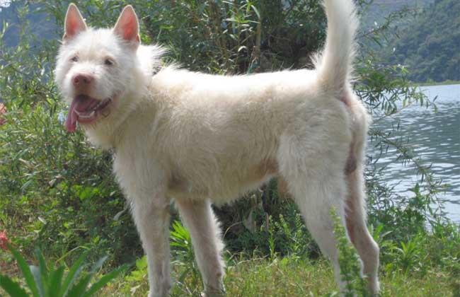 虎头下司犬哪里有卖(虎头下司犬 *** ) - 警犬训练器材厂家 _警犬训练用品_工作犬训练用品-南京开久警犬装备-警犬训练器材厂家 _警犬训练用品_工作犬训练用品-南京开久警犬装备