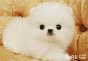 *** 狗粮标志萌宠-警犬训练器材厂家 _警犬训练用品_工作犬训练用品-南京开久警犬装备