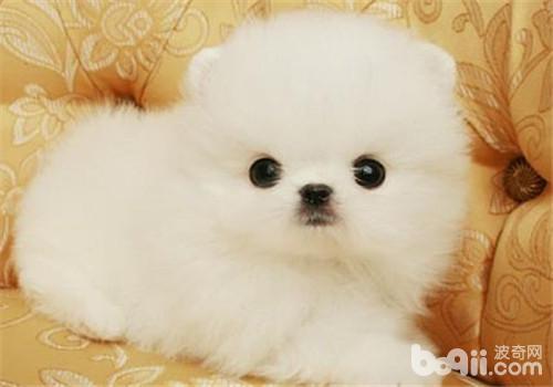 *** 狗粮标志萌宠 - 警犬训练器材厂家 _警犬训练用品_工作犬训练用品-南京开久警犬装备-警犬训练器材厂家 _警犬训练用品_工作犬训练用品-南京开久警犬装备