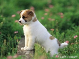 宠物狗怎么养(宠物狗怎么养能让它不乱大小便)-警犬训练器材厂家 _警犬训练用品_工作犬训练用品-南京开久警犬装备