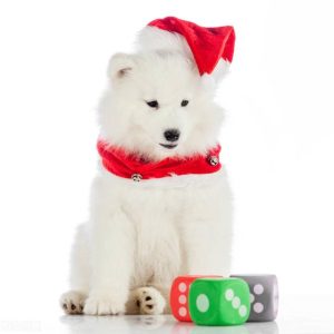 二年级写话小狗_二年级写话小狗外形,特点,可爱-警犬训练器材厂家 _警犬训练用品_工作犬训练用品-南京开久警犬装备