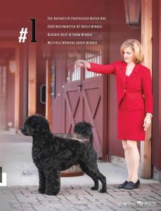 王朝犬业(王朝犬业的哈士奇)-警犬训练器材厂家 _警犬训练用品_工作犬训练用品-南京开久警犬装备