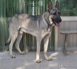 狼青犬适合做警犬吗(狼青犬是军犬还是警犬)-警犬训练器材厂家 _警犬训练用品_工作犬训练用品-南京开久警犬装备