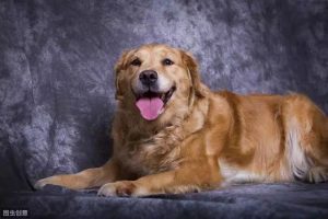 狗狗寿命是多久，金毛狗狗的寿命一般是多久-警犬训练器材厂家 _警犬训练用品_工作犬训练用品-南京开久警犬装备