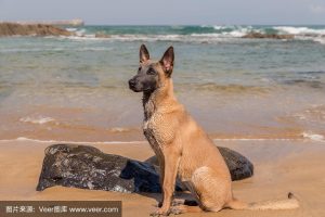 比利时玛利诺犬(比利时玛利诺犬是马犬吗?)-警犬训练器材厂家 _警犬训练用品_工作犬训练用品-南京开久警犬装备