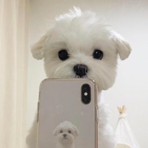 雪球狗到底属于什么狗的简单介绍萌宠-警犬训练器材厂家 _警犬训练用品_工作犬训练用品-南京开久警犬装备