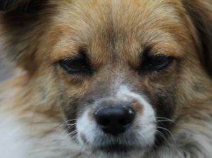 狗狗翻肠子怎么办在家解决(狗狗拉肠子出来怎么办)-警犬训练器材厂家 _警犬训练用品_工作犬训练用品-南京开久警犬装备