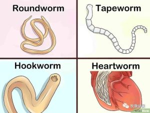 狗狗得钩虫病的症状(狗狗钩虫病的症状有哪些)-警犬训练器材厂家 _警犬训练用品_工作犬训练用品-南京开久警犬装备