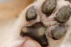 小狗抓伤会很细很细吗-警犬训练器材厂家 _警犬训练用品_工作犬训练用品-南京开久警犬装备