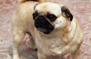 有什么狗长不大品种(长不大的狗狗有哪些品种)-警犬训练器材厂家 _警犬训练用品_工作犬训练用品-南京开久警犬装备