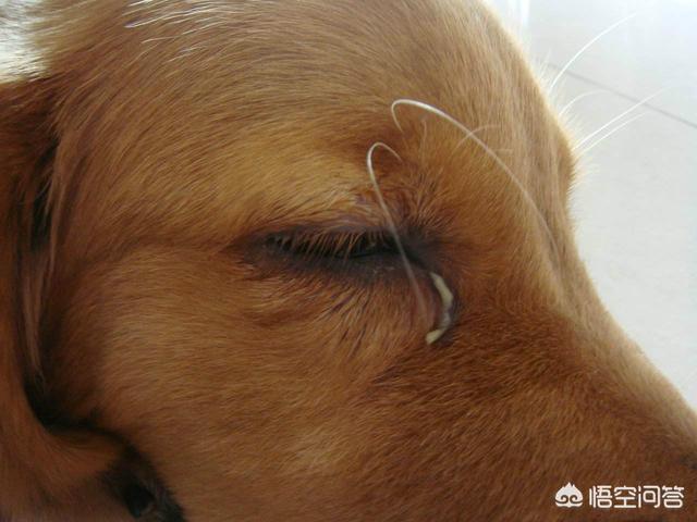 狗狗眼屎多怎么办这几个 *** 能帮你？ - 警犬训练器材厂家 _警犬训练用品_工作犬训练用品-南京开久警犬装备-警犬训练器材厂家 _警犬训练用品_工作犬训练用品-南京开久警犬装备