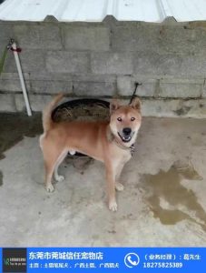 广东的土狗有几种-警犬训练器材厂家 _警犬训练用品_工作犬训练用品-南京开久警犬装备