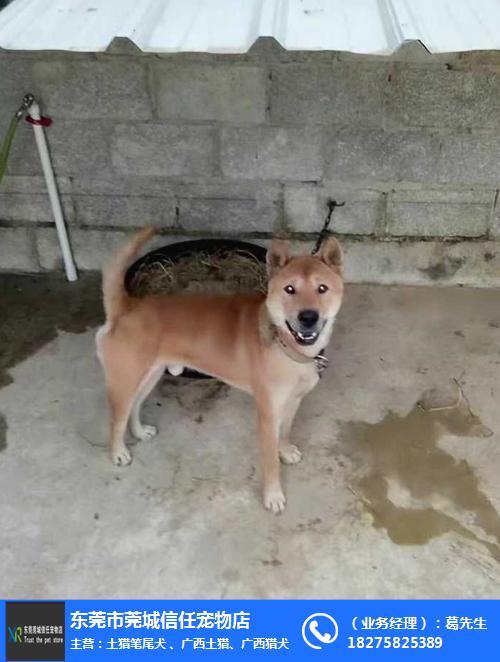 广东的土狗有几种 - 警犬训练器材厂家 _警犬训练用品_工作犬训练用品-南京开久警犬装备-警犬训练器材厂家 _警犬训练用品_工作犬训练用品-南京开久警犬装备