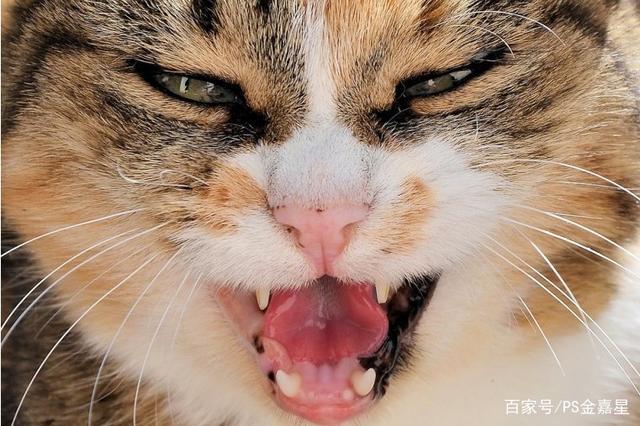 家猫会有狂犬病吗(宠物猫猫瘟传染人吗) - 警犬训练器材厂家 _警犬训练用品_工作犬训练用品-南京开久警犬装备-警犬训练器材厂家 _警犬训练用品_工作犬训练用品-南京开久警犬装备