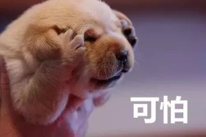 杭州打狗(杭州打狗事件 *** )-警犬训练器材厂家 _警犬训练用品_工作犬训练用品-南京开久警犬装备