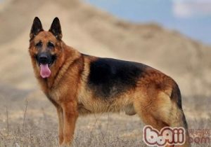 德国牧羊犬 *** (德国牧羊犬怎么养)-警犬训练器材厂家 _警犬训练用品_工作犬训练用品-南京开久警犬装备