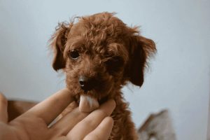 狗狗舌头发烫(狗狗舌头发烫是发烧了吗)-警犬训练器材厂家 _警犬训练用品_工作犬训练用品-南京开久警犬装备