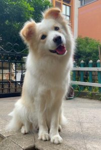 边境牧羊犬的性格，边境牧羊犬的性格和缺点-警犬训练器材厂家 _警犬训练用品_工作犬训练用品-南京开久警犬装备