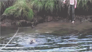 土狗猎犬打猎(农村土狗训练捕猎犬 *** )-警犬训练器材厂家 _警犬训练用品_工作犬训练用品-南京开久警犬装备