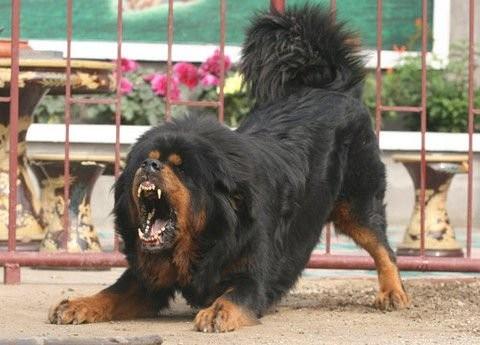 小偷最怕的六只狗_小偷最怕的六只狗 *** - 警犬训练器材厂家 _警犬训练用品_工作犬训练用品-南京开久警犬装备-警犬训练器材厂家 _警犬训练用品_工作犬训练用品-南京开久警犬装备