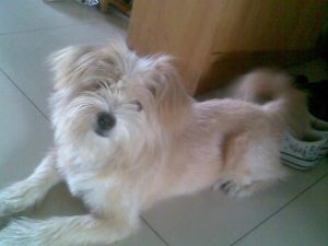 纯种狮子狗价格(狮子狗花瓶价格)-警犬训练器材厂家 _警犬训练用品_工作犬训练用品-南京开久警犬装备