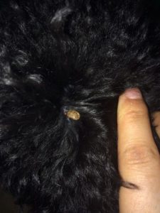 小狗身上有蜱虫(小狗身上有蜱虫会传染给人吗)-警犬训练器材厂家 _警犬训练用品_工作犬训练用品-南京开久警犬装备