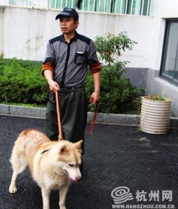 杭州市犬类收容中心地址(杭州市犬类收容中心可以领养吗)-警犬训练器材厂家 _警犬训练用品_工作犬训练用品-南京开久警犬装备