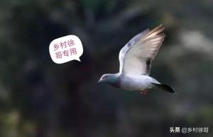 一条狗的回家之路  一条狗的回家之路是什么狗-警犬训练器材厂家 _警犬训练用品_工作犬训练用品-南京开久警犬装备