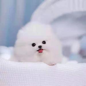 宠物店的茶杯犬多钱啊？哪里有卖茶杯犬的宠物店-警犬训练器材厂家 _警犬训练用品_工作犬训练用品-南京开久警犬装备