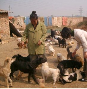 文登流浪狗救助站 *** (中国流浪狗救助站 *** )-警犬训练器材厂家 _警犬训练用品_工作犬训练用品-南京开久警犬装备