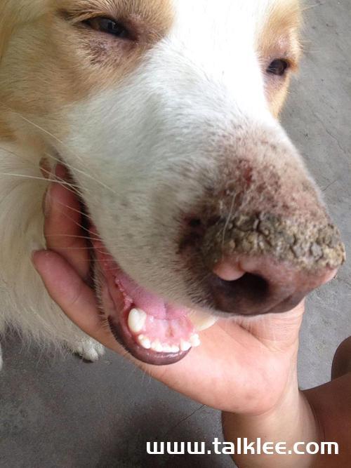 狗狗鼻子干了怎么回事啊萌宠(狗狗鼻子发干是怎么回事) - 警犬训练器材厂家 _警犬训练用品_工作犬训练用品-南京开久警犬装备-警犬训练器材厂家 _警犬训练用品_工作犬训练用品-南京开久警犬装备