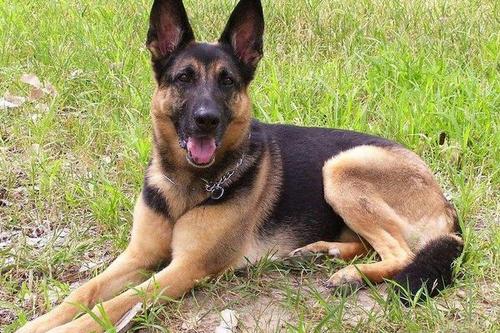 狼狗叫声狼狗叫声 *** - 警犬训练器材厂家 _警犬训练用品_工作犬训练用品-南京开久警犬装备-警犬训练器材厂家 _警犬训练用品_工作犬训练用品-南京开久警犬装备