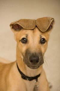 脸耷拉着的狗叫啥  耷拉皮的狗叫啥-警犬训练器材厂家 _警犬训练用品_工作犬训练用品-南京开久警犬装备