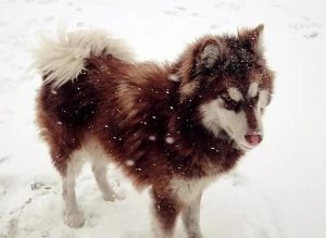 阿拉斯加犬好养活吗(阿拉斯加犬好养活吗?)-警犬训练器材厂家 _警犬训练用品_工作犬训练用品-南京开久警犬装备