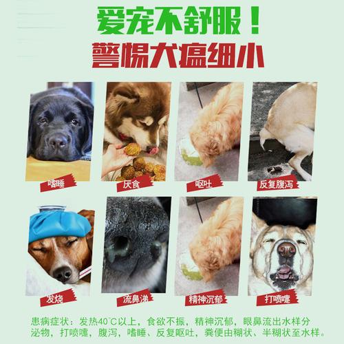 狗瘟病毒(狗瘟病毒在家里可以存活多久) - 警犬训练器材厂家 _警犬训练用品_工作犬训练用品-南京开久警犬装备-警犬训练器材厂家 _警犬训练用品_工作犬训练用品-南京开久警犬装备