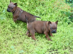 沙皮犬好养吗？沙皮犬为什么没人养-警犬训练器材厂家 _警犬训练用品_工作犬训练用品-南京开久警犬装备