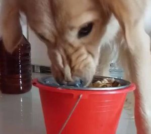 狗狗食欲不振的原因都有哪些?成犬饲养-警犬训练器材厂家 _警犬训练用品_工作犬训练用品-南京开久警犬装备