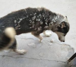 哈士奇吃什么狗粮好哈士奇吃什么(哈士奇幼犬适合吃什么狗粮)-警犬训练器材厂家 _警犬训练用品_工作犬训练用品-南京开久警犬装备