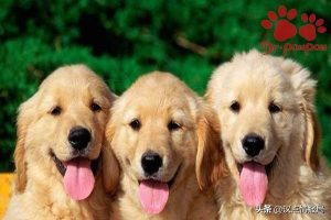 狗狗喘息声很快:狗狗喘气特别快-警犬训练器材厂家 _警犬训练用品_工作犬训练用品-南京开久警犬装备