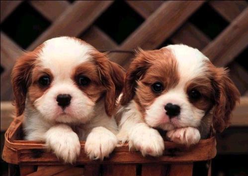 小狗为什么会吃自己拉的屎(为什么小狗老是跟着自己) - 警犬训练器材厂家 _警犬训练用品_工作犬训练用品-南京开久警犬装备-警犬训练器材厂家 _警犬训练用品_工作犬训练用品-南京开久警犬装备