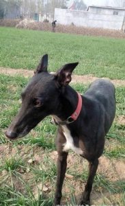 灵缇犬相对与其它犬种而言好养吗?-警犬训练器材厂家 _警犬训练用品_工作犬训练用品-南京开久警犬装备