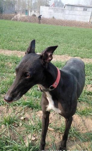 灵缇犬相对与其它犬种而言好养吗? - 警犬训练器材厂家 _警犬训练用品_工作犬训练用品-南京开久警犬装备-警犬训练器材厂家 _警犬训练用品_工作犬训练用品-南京开久警犬装备