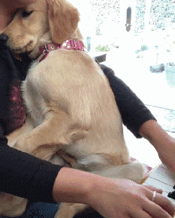 人与狗狗可以同睡吗(人与狗狗可以同睡吗新阳医院) - 警犬训练器材厂家 _警犬训练用品_工作犬训练用品-南京开久警犬装备-警犬训练器材厂家 _警犬训练用品_工作犬训练用品-南京开久警犬装备