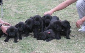 纯种卡斯罗犬幼犬价格(纯种卡斯罗犬的价格)-警犬训练器材厂家 _警犬训练用品_工作犬训练用品-南京开久警犬装备