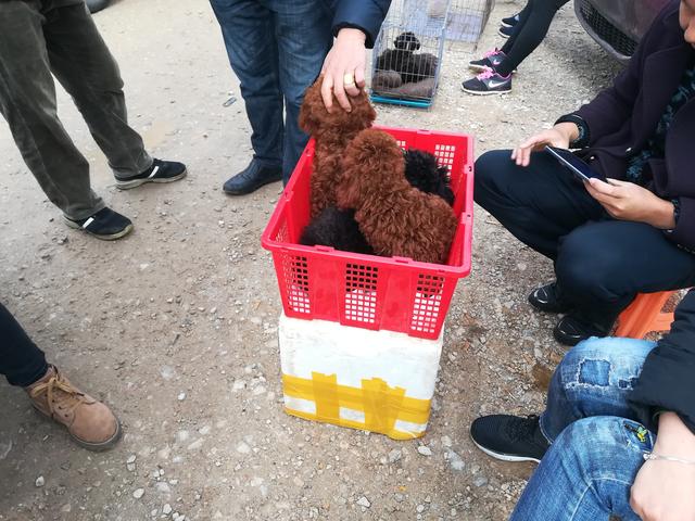 宠物狗大全及价格(宠物狗大全及价格表) - 警犬训练器材厂家 _警犬训练用品_工作犬训练用品-南京开久警犬装备-警犬训练器材厂家 _警犬训练用品_工作犬训练用品-南京开久警犬装备