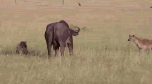 被鬣狗活吃的动物痛苦吗？鬣狗为什么要活吃动物-警犬训练器材厂家 _警犬训练用品_工作犬训练用品-南京开久警犬装备