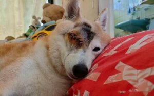 狗狗青光眼可以治愈吗？狗狗青光眼早期可以治愈吗-警犬训练器材厂家 _警犬训练用品_工作犬训练用品-南京开久警犬装备