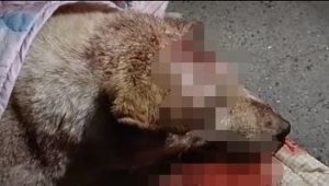 日狗狗的两种 ***-警犬训练器材厂家 _警犬训练用品_工作犬训练用品-南京开久警犬装备