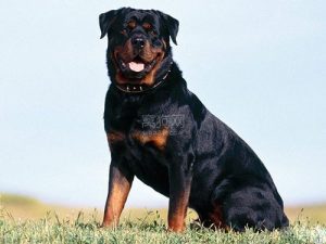 罗威那狗_罗威纳狗狗 ***-警犬训练器材厂家 _警犬训练用品_工作犬训练用品-南京开久警犬装备